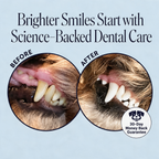 FreshBite Dental Powder